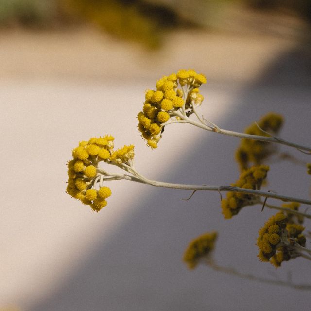 Le calme et l'élégance de l'hôtel à Ile Rousse en Corse